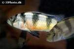 haplochromis latifasciatus haplochromis latifasciatus