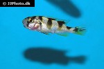 haplochromis latifasciatus haplochromis latifasciatus