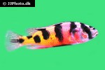 haplochromis latifasciatus haplochromis latifasciatus