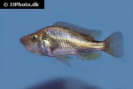 haplochromis orthostoma haplochromis orthostoma