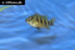 hemichromis elongatus hemichromis elongatus