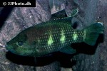 hemichromis elongatus hemichromis elongatus