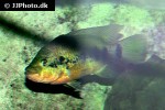 hemichromis fasciatus hemichromis fasciatus