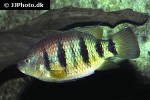 hemichromis fasciatus hemichromis fasciatus