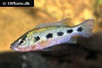 hemichromis fasciatus hemichromis fasciatus