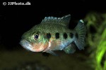 hemichromis fasciatus hemichromis fasciatus