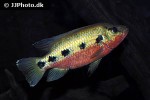 hemichromis fasciatus hemichromis fasciatus