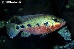 hemichromis fasciatus hemichromis fasciatus