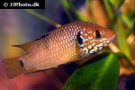 hemichromis species guinea hemichromis species guinea
