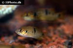 hemichromis species guinea hemichromis species guinea