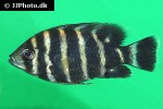 heterotilapia buttikoferi heterotilapia buttikoferi