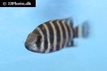 heterotilapia buttikoferi heterotilapia buttikoferi