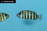 heterotilapia buttikoferi heterotilapia buttikoferi