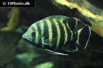 heterotilapia buttikoferi heterotilapia buttikoferi