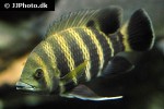heterotilapia buttikoferi heterotilapia buttikoferi