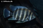 heterotilapia buttikoferi heterotilapia buttikoferi
