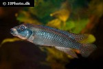 lamprologus congoensis lamprologus congoensis