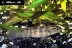 lamprologus congoensis lamprologus congoensis
