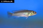 nanochromis parilus nanochromis parilus