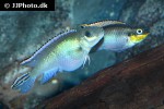 nanochromis parilus nanochromis parilus