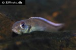 nanochromis parilus nanochromis parilus