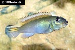 nanochromis parilus nanochromis parilus