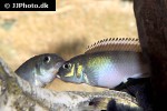 nanochromis parilus nanochromis parilus