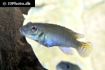 nanochromis parilus nanochromis parilus