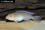 nanochromis parilus nanochromis parilus