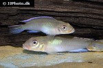 nanochromis parilus nanochromis parilus