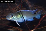 nanochromis parilus nanochromis parilus