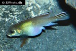 nanochromis parilus nanochromis parilus