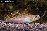 nanochromis splendens nanochromis splendens