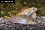 nanochromis splendens nanochromis splendens