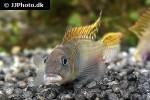 nanochromis splendens nanochromis splendens