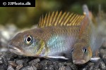 nanochromis splendens nanochromis splendens