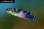 nanochromis transvestitus nanochromis transvestitus