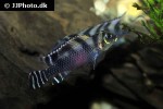 nanochromis transvestitus nanochromis transvestitus