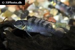 nanochromis transvestitus nanochromis transvestitus
