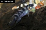 nanochromis transvestitus nanochromis transvestitus
