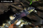 nanochromis transvestitus nanochromis transvestitus