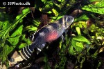 nanochromis transvestitus nanochromis transvestitus