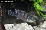 nanochromis transvestitus nanochromis transvestitus