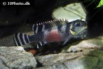 nanochromis transvestitus nanochromis transvestitus