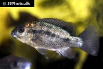 oreochromis mossambicus oreochromis mossambicus