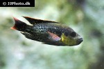 oreochromis mossambicus oreochromis mossambicus