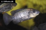 oreochromis mossambicus oreochromis mossambicus
