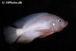oreochromis niloticus oreochromis niloticus