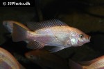 oreochromis niloticus oreochromis niloticus