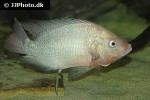 oreochromis niloticus oreochromis niloticus